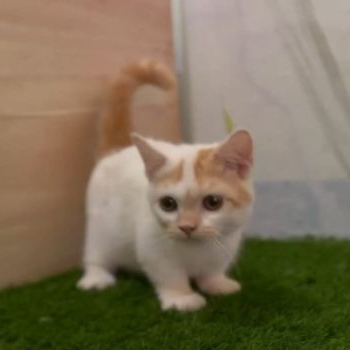 Kucing Jantan Kaki Pendek Munchkin Gaelic Straight Shorthair Kitten