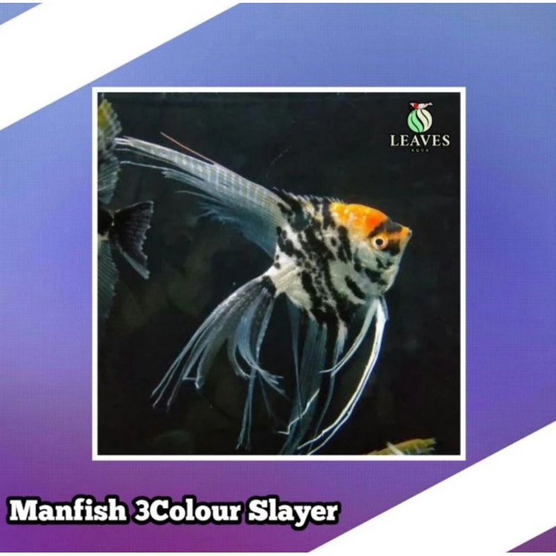 ikan manfish three colour slayer