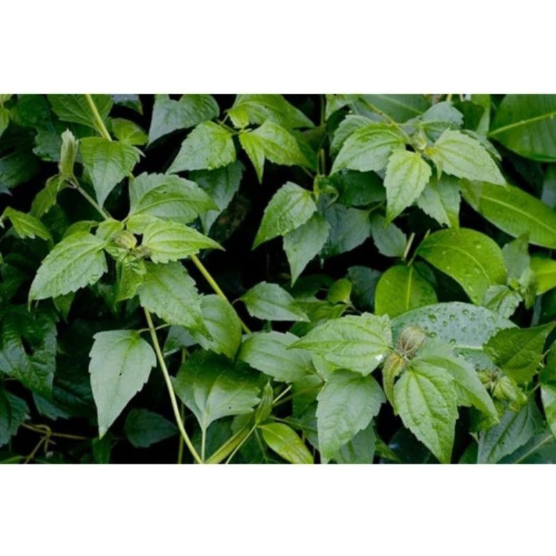 

DAUN BALAKACIDA SEGAR TANPA PERTISIDA KUALITAS DI JAMIN BAGUS