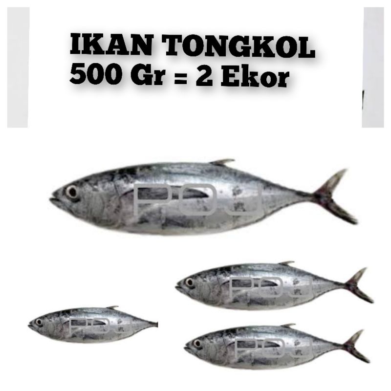 

500 Gr Ikan tongkol grade A