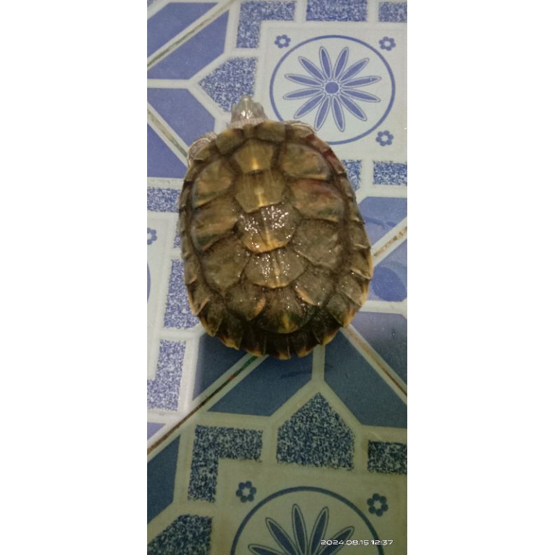 Mainan kura-kura Brazil Kerapas 13cm JAMINAN JANTAN.