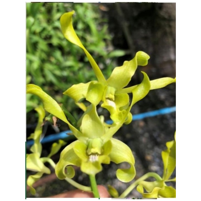 Anggrek Dendrobium Caesar Green