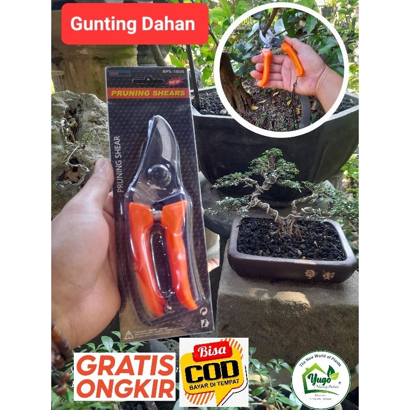 Gunting Dahan Gunting Bonsai
