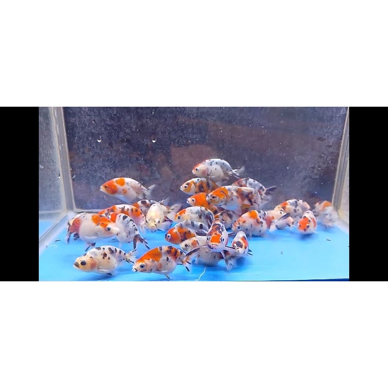 

ikan ranchu calico
