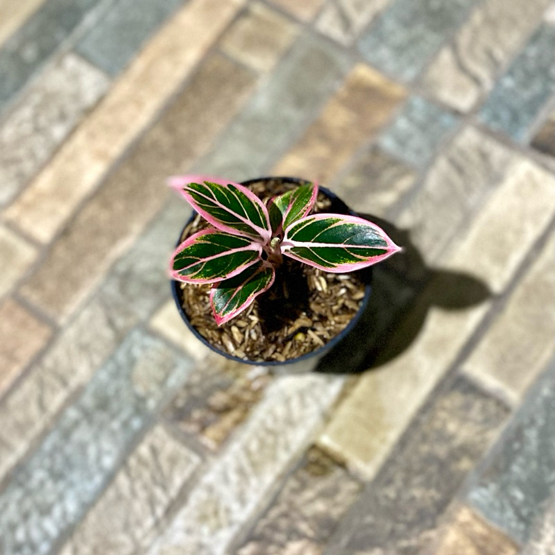 Aglaonema lotus delight