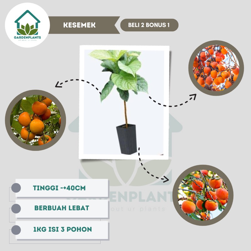 BIBIT KESEMEK JUMBO UNGGUL CEPAT BERBUAH