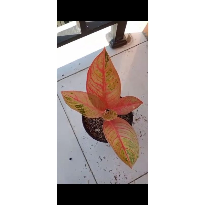 tanaman hias aglaonema aglonema Kresna conon