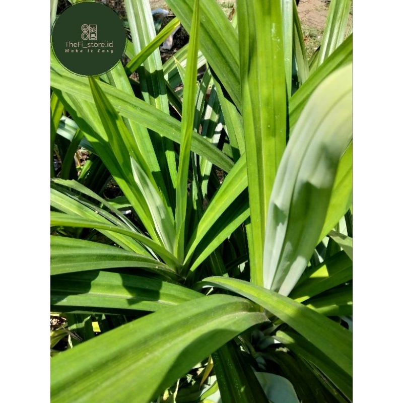 

pandan leaves/Daun pandan 1 ikat isi 5 lembar