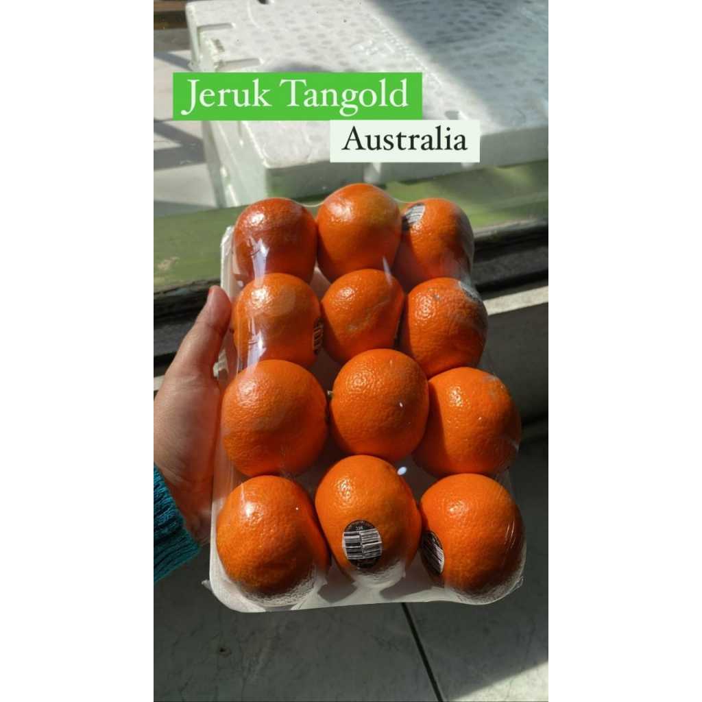 

Jeruk Tangold 500 gr dan 1 Kg