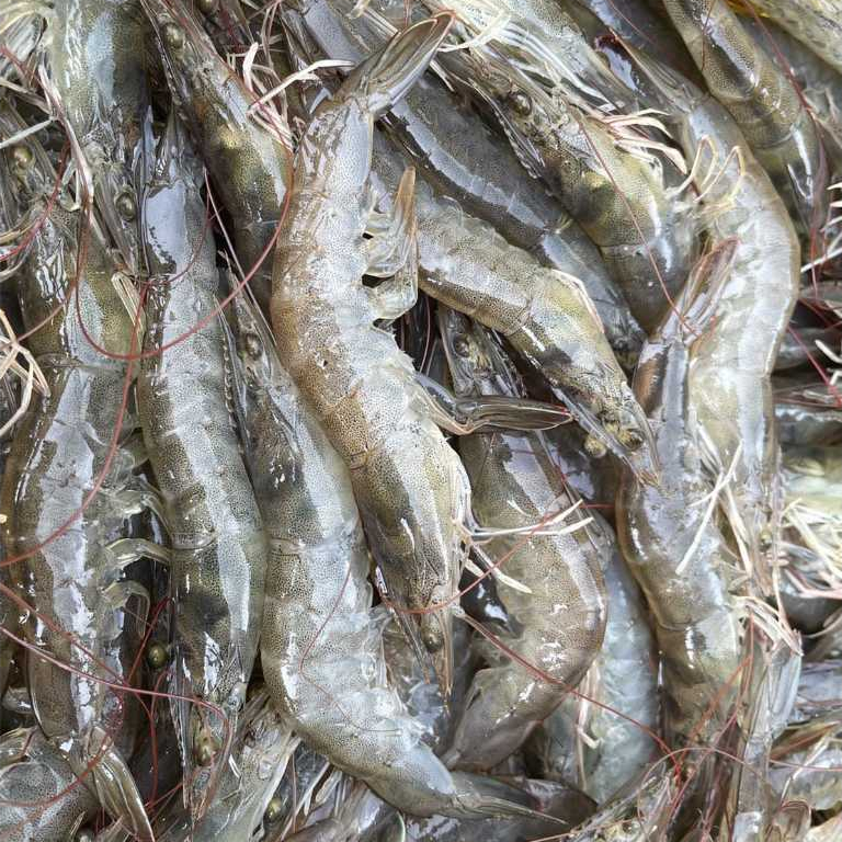 

Ay00! Udang Segar Vaname 1kg Frozen / Udang Beku Segar