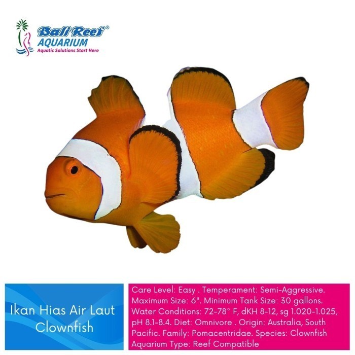 Ikan Hias Air Laut Ikan Nemo Clownfish