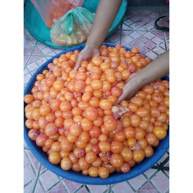 

Telor Ayam Muda Bersih 1kg ( Telor ayam muda fress )