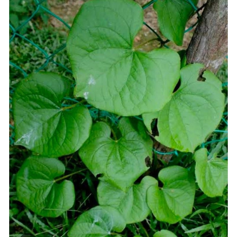 

Daun Gembili Segar 250 Gram Obat Herbal Tradisional Baru Petik Termurah