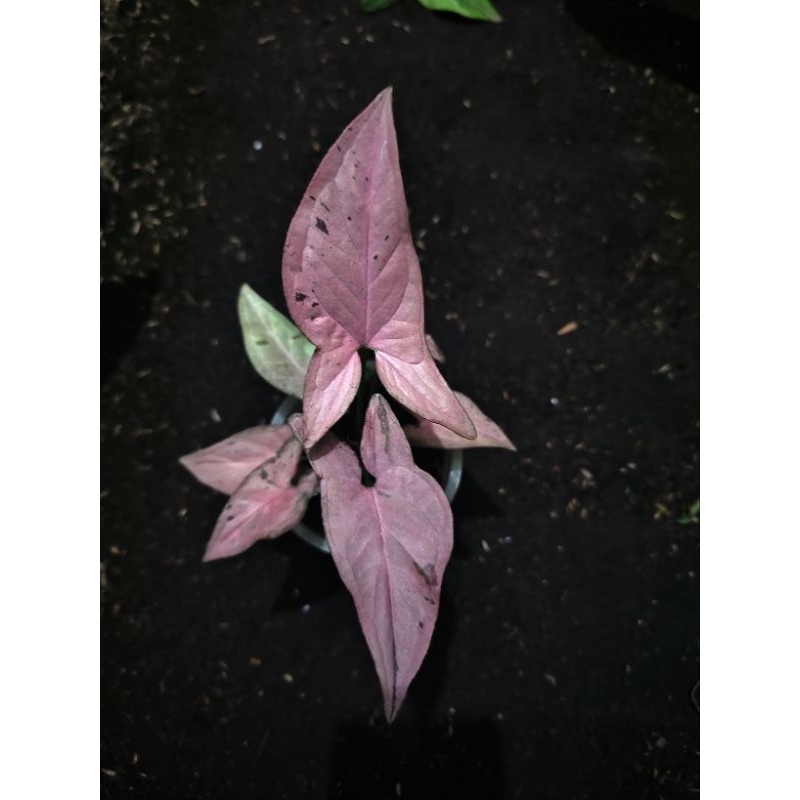 syngonium pink emerald