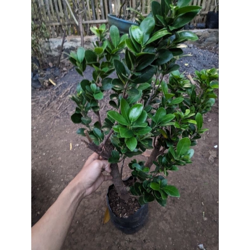 Bahan bonsai beringin kompakta super rawatan