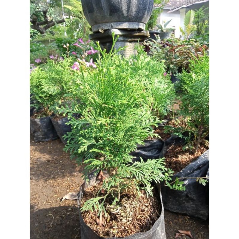 Tanaman hias Bahan bonsai cemara wangi / Cemara wangi paling murah / Bahan bonsai