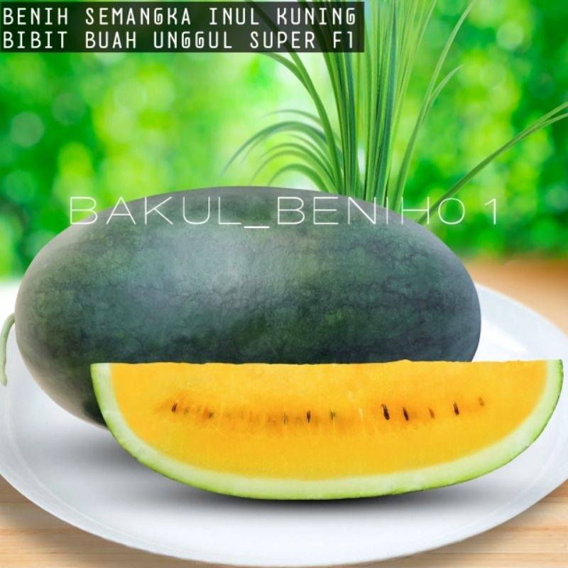 TERLARIS 100+ BENIH SEMANGKA INUL KUNING LONJONG F1 BIBIT UNGGUL