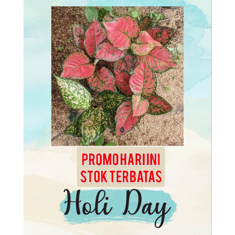 PROMO AGLONEMA HARI INI " PAKET 4 Aglonema "