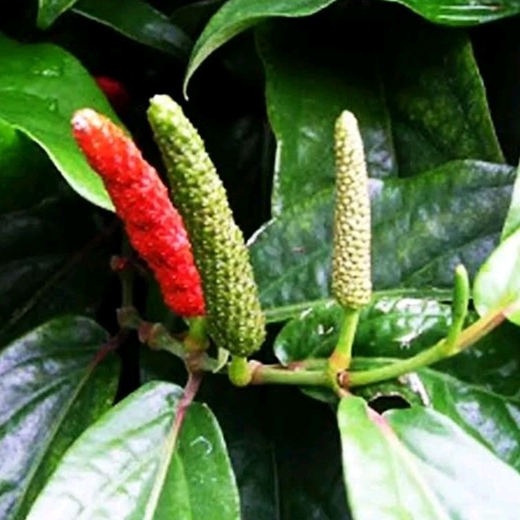 benih/biji cabe jawa(cabe jamu), piper retrofractum,