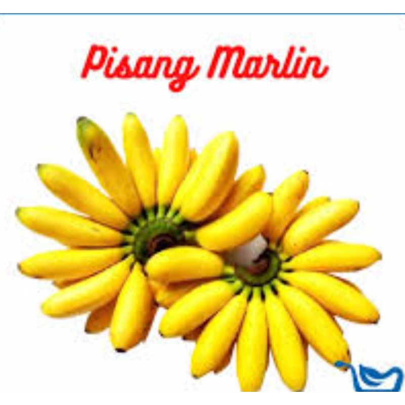 

PISANG KECIL / BURUNG2 /MARLIN / Pasar Makassar