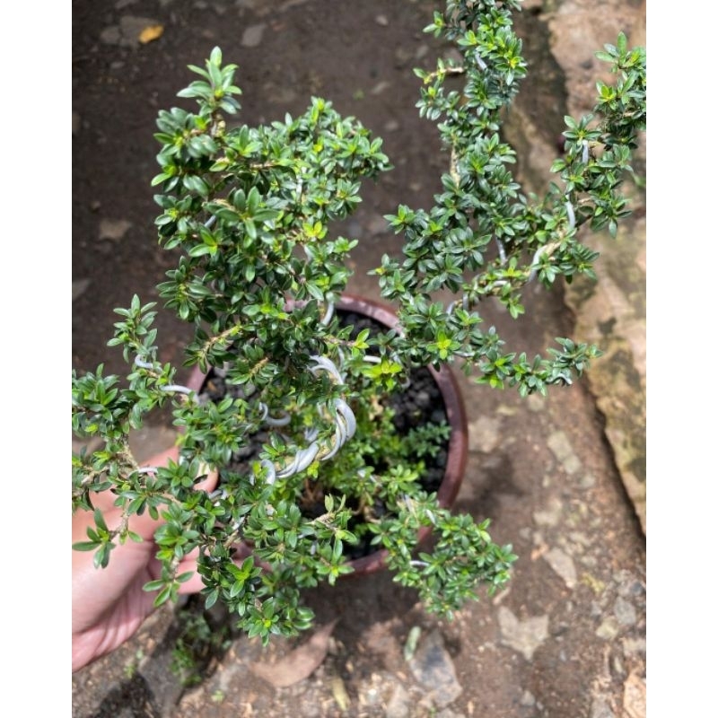 PROMO Tanaman Bonsay Mirten / Tanaman Mirten / Bonsai mirten