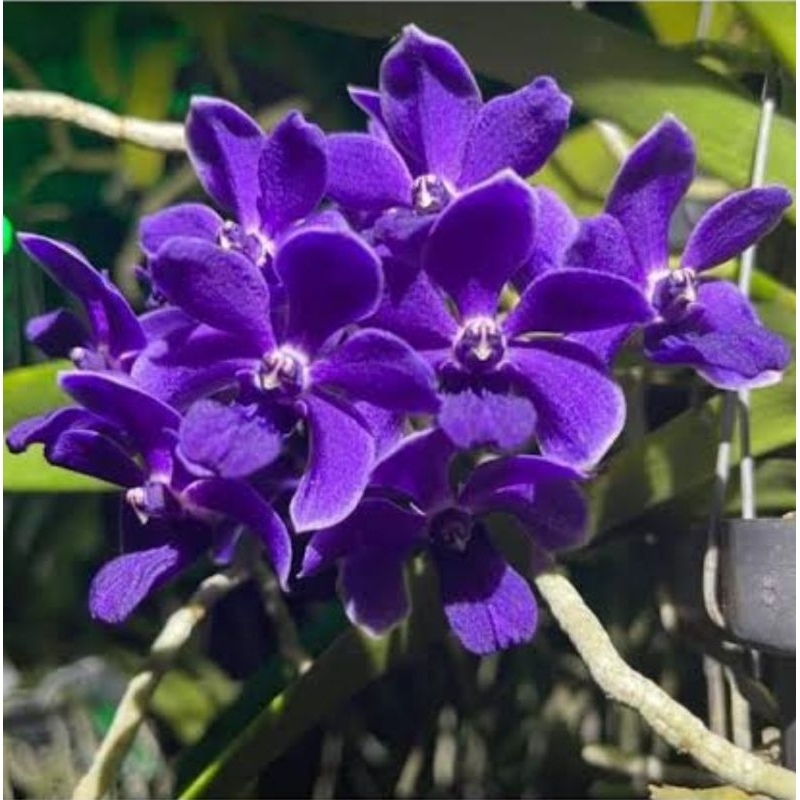 Vanda thailand X Rhy Gigantea Midnight Indigo Dewasa Plant Jumbo