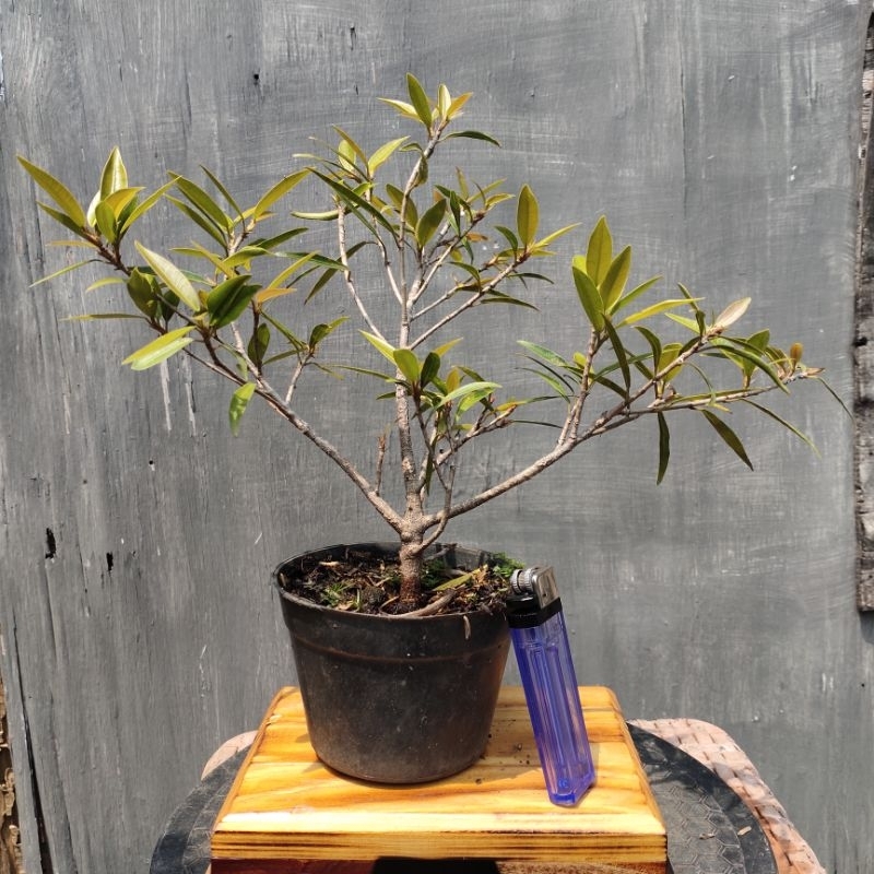 Bahan bonsai Beringin California