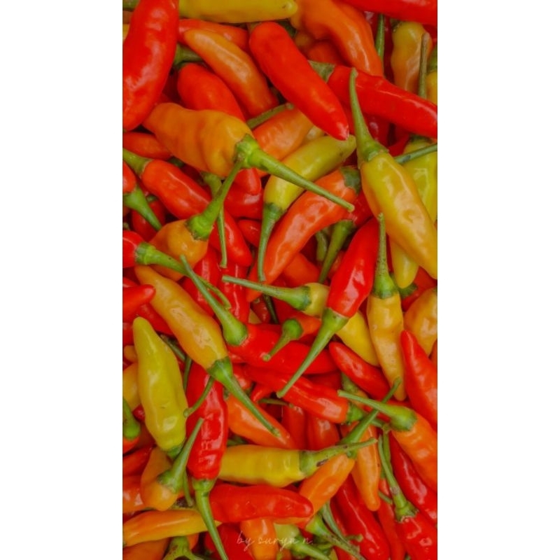 

cabe rawit super pedas