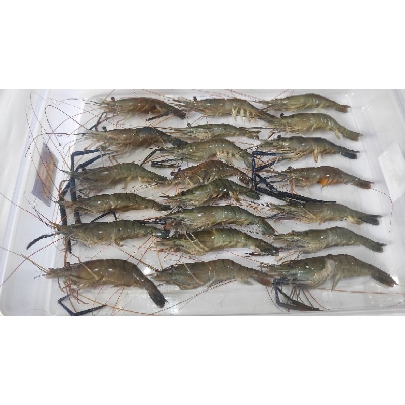 

udang galah segar fresh frozen UDANG galah budidaya air tawar