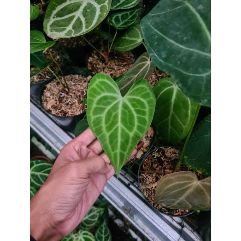 anthurium clarinervium