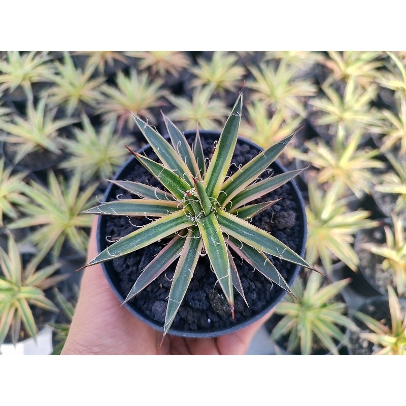 agave lepoldi varigata
