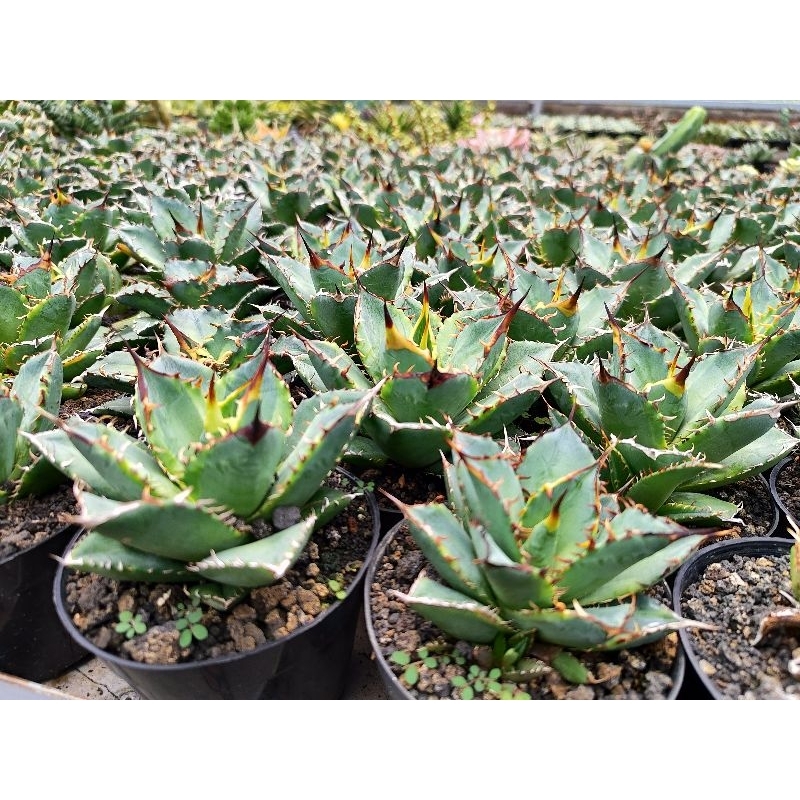 agave titanota banana pell
