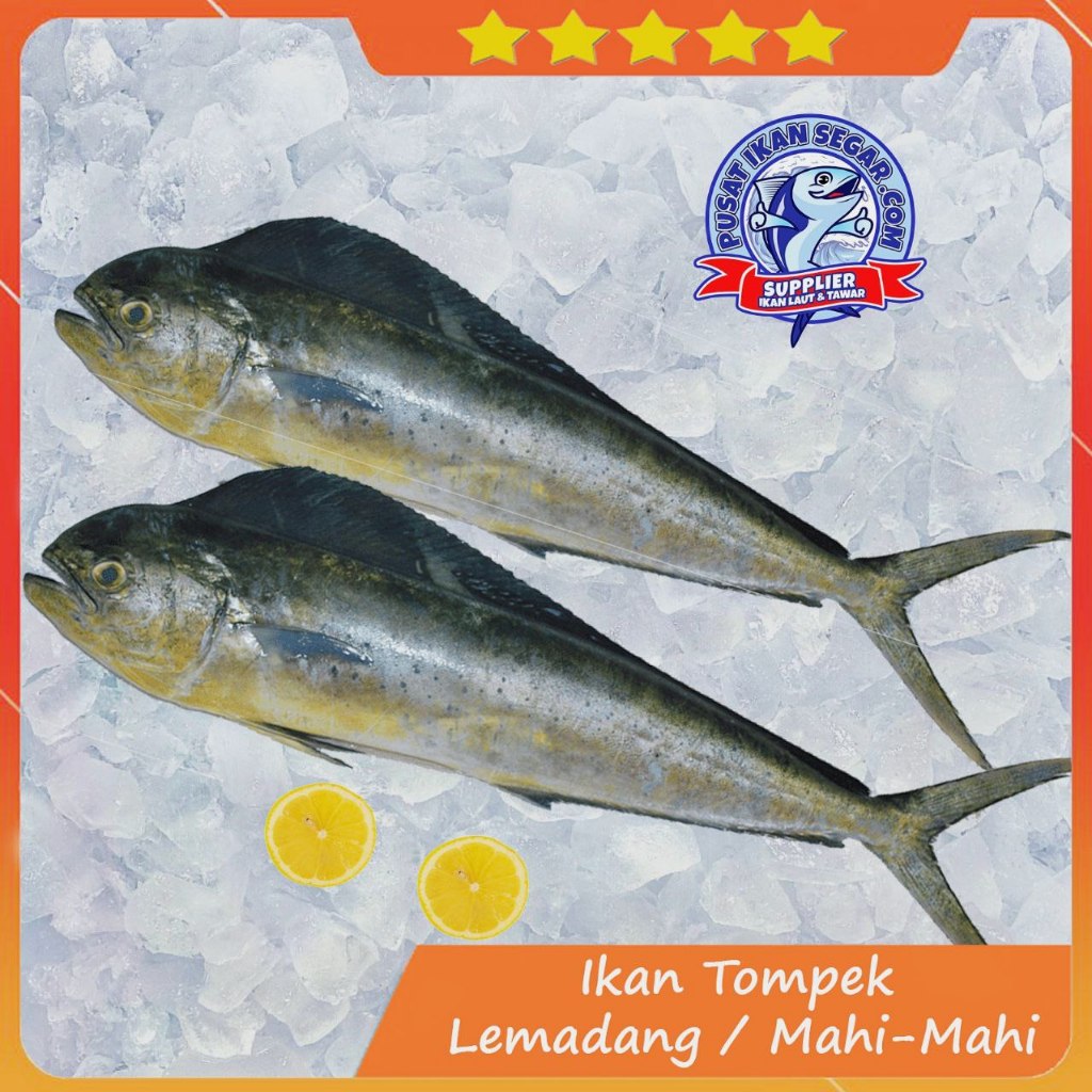

IKAN TOMPEK / LEMADANG / MAHI-MAHI - 1KG UP ( DIATAS 1KG) FRESH PREMIUM