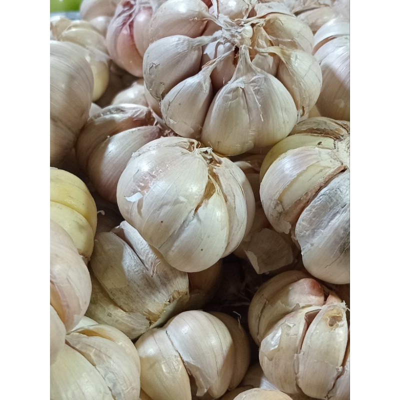 

Bawang Putih | Harga Perkilo