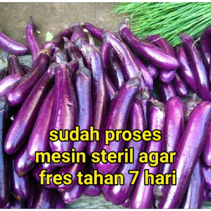 

terong ungu 500 g