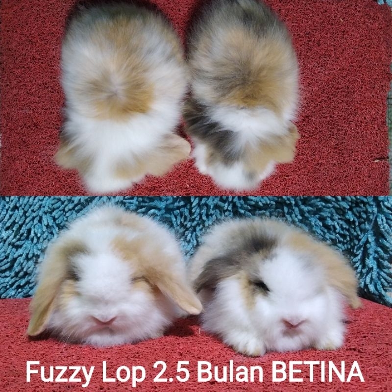 Anakan Kelinci Fuzzy Lop/Fuzzylop/FL/Fuzzylop/Fuzy Lop/Fujilop/Fuji Lop 2.5 bulan lebih