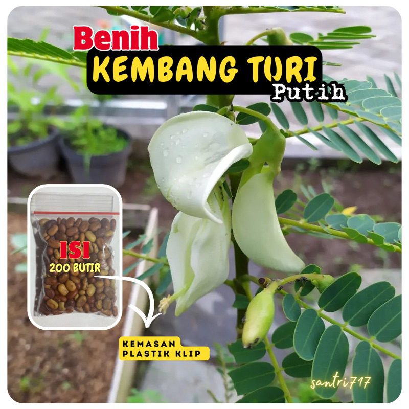 ±200 biji - Benih bunga turi putih kembang turi