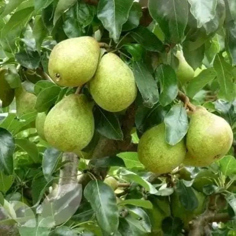 

Bibit Pear Xiang lie/Pear Hijau
