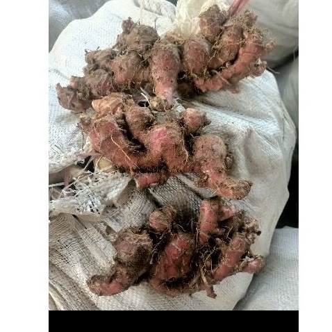 

Jahe Merah Fresh 500gr