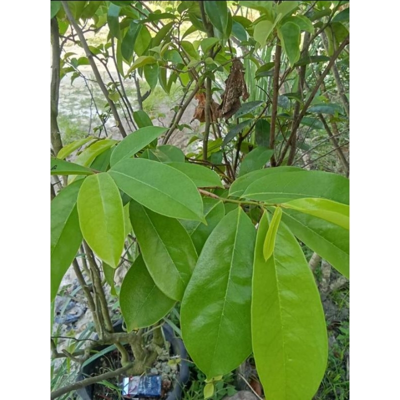 

Daun sirsak fresh 50 lembar