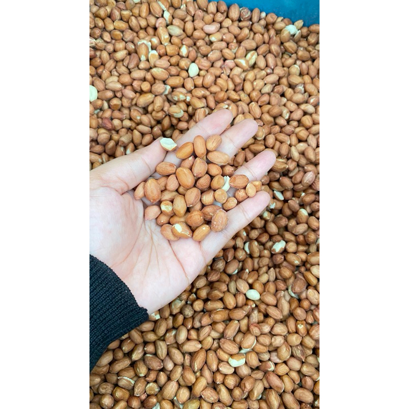 

JATIM-Kacang cino tanah timbangan