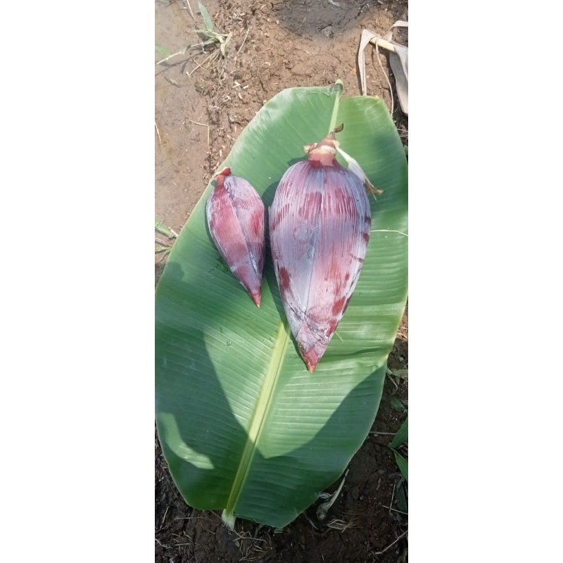 

jantung pisang pres 1kg