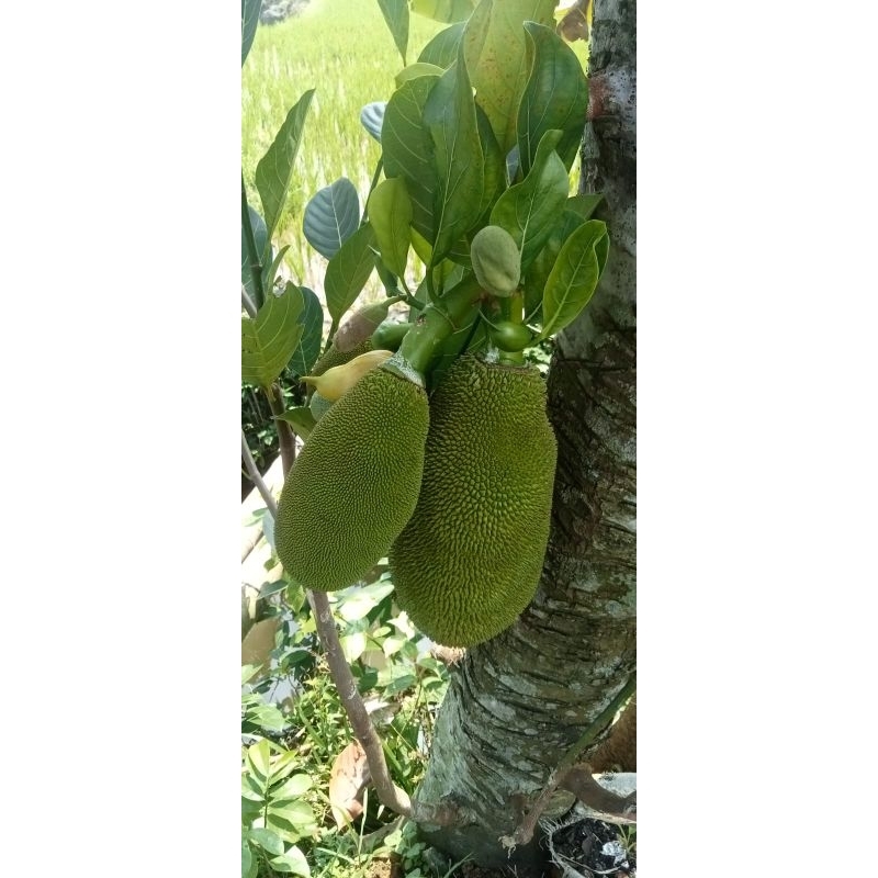 

Nangka muda segar 1kg