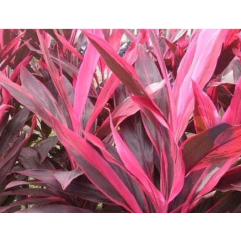 

daun hanjuang tanpa akar 300 grm