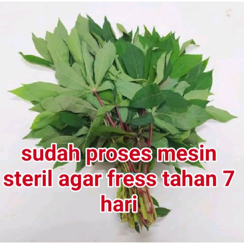 

daun singkong satu ikat