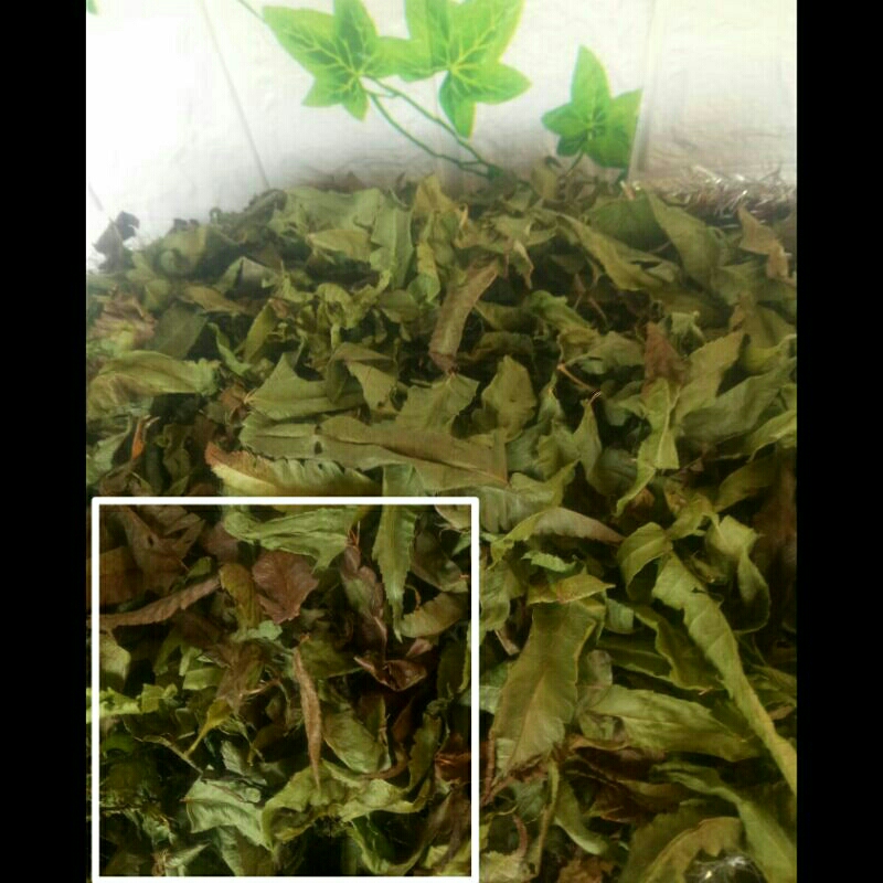 

teh daun pakis kering
