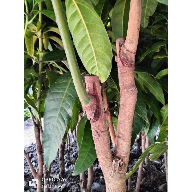 bibit mangga kombinasi satu pohon 2 jenis