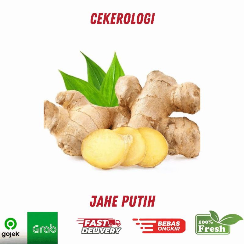 

Jahe Putih 250gr / Jahe Putih / Jahe / Jahe Fresh Berkualitas / JABODETABEK / Rempah Rempah