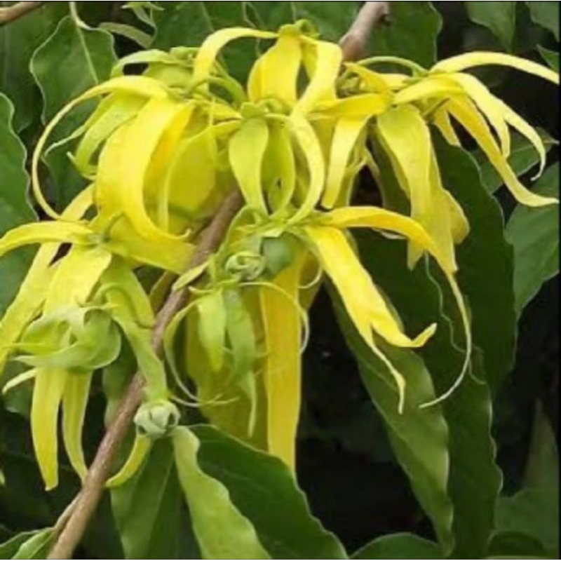 

Bunga Kenanga isi 250gr