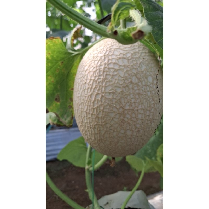 

Melon SWEETNET Melon Premium By RAFFAS GARDEN